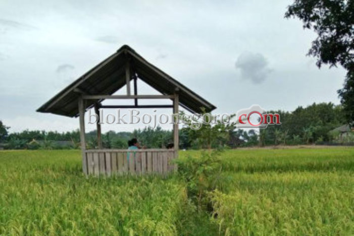 Panen Raya, Harga Gabah Anjlok